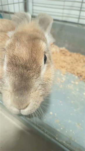 Luna y su conejito Fernánde