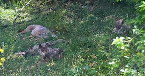 Pack of wolves, Italian wolf, Canis Lupus Italicus. Unique subspecies of the indigenous gray wolf. Group of adult specimens taken in the forest.