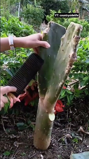 ​🌵🔪 Heavy-Duty Machete Demonstrating Efficient Cactus Pad Harvesting