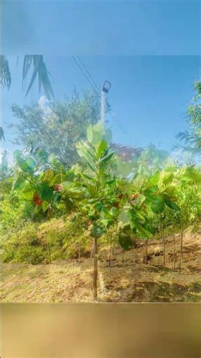 Tropical Almond tree at Numz Garden It is a fast-growing Shade Tree