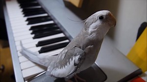 [🎶METTEZ LE SON🎶] La meilleure cover de la chanson de Totoro, par une perruche calopsitte ! Source : youtube.com/watch?v=O7D-1RG-VRk | Nautiljon