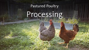 Pastured Poultry Production – Small Scale Poultry Processing