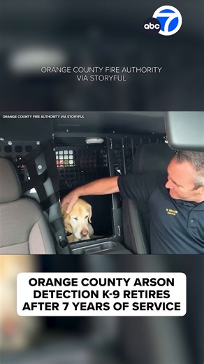 Freedom, an Orange County arson detection K-9, is retiring after seven hard-working years of service. During that time, the yellow lab responded to more than 200 calls here in California and around the country. ❤️🐾 | ABC7