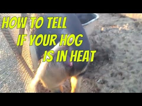 How to tell if your sow is in heat