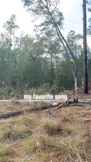 Hound Dogs Running Wild in Florida Woods