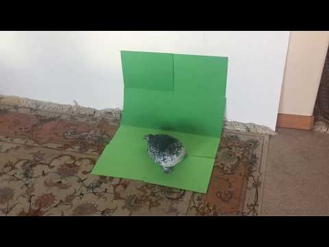 Bouncing Ringed Seal Meme