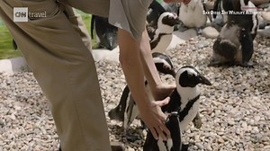 Lucas the penguin suffers from a chronic condition called bumblefoot and was recently fitted with custom orthopedic shoes. https://cnn.it/3KF38NJ | CNN