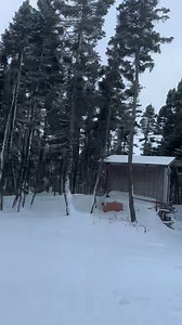 Little joe camp | Millertown Junction Cabin Area