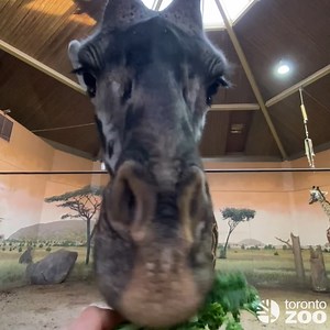 Birthday Kale For the Birthday Giraffe 🎈🦒 Join us in wishing Matu a very Happy 2nd Birthday. We are happy to share that Matu, Amani and mom Mstari are now spending more time viewable to guests in the indoor giraffe habitat. In case you missed it, Matu experienced a foot injury late last year and was getting some behind-the-scenes care while recovering. Matu’s toe may always require extra care and attention so that his toe has a more “normal” appearance, but more importantly, his gait and overa