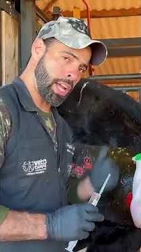The Right Protocol for Abscesses: Drainage and Local Anesthesia! - Field Vet