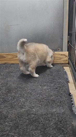 2.5K views · 168 reactions | Making some weird noise to see their reaction. Love how they stumble learning to run. #huskies #siberianhusky #bamahuskies #puppies #dogs | Bamahuskies | Facebook