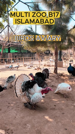 Hand-Feed Birds at Multi Zoo B-17 Islamabad