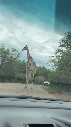 YO MAPS YO 🎶 (@yomapsyo)’s video of Yo Maps