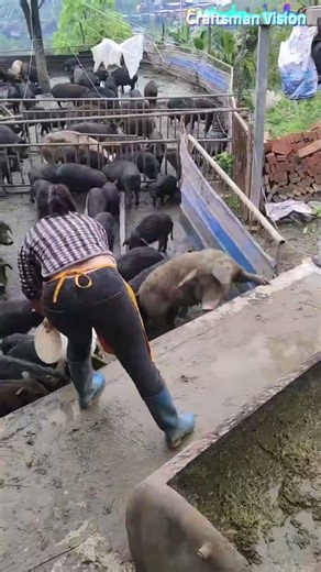 Low-cost pig farming method: Fermented grass as quality feed
