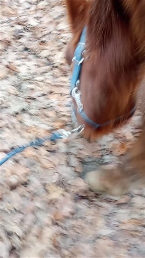 Jour 22 : se balader malgré la pluie. Saviez-vous que les chevaux apprécient également les activités de flair ? Les balades extérieures sont idéales pour enrichir l'environnement des 🐎🐕 Et inutile de parler en permanence. C'est aussi l'occasion pour moi de profiter des doux bruits de leurs pas | Teena&Co