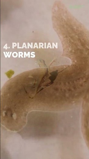 5 Animals That Can Regenerate Body Parts