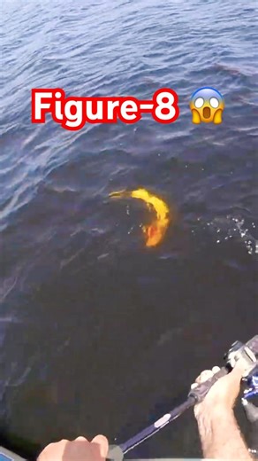 BIG Musky STRIKES in Figure 8! (INSANE EAT!😮)#fishing #musky #muskyfishing #muskie #esox #strike