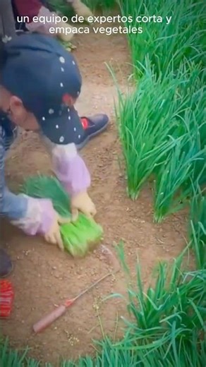 Express Cutting and Packing: The Secret Farmers Use to Save Time#ExpressCuttingAndPacking