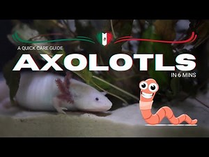 A Quick Care Guide: AXOLOTLS in 6 mins - No AI Voiceover