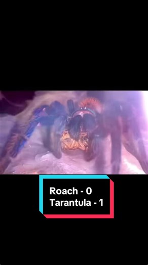 Understanding Tarantulas as Exotic Pets