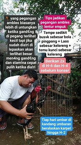 353K views · 1.7K reactions | Tips jadikan pegangan ambles lentur empuk #ayambangkok #fyp #fbpro #fbviral #trending #reels | Agus Firman Wibowo | Facebook