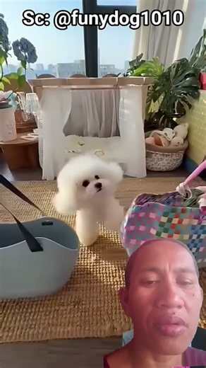 Doggi lucu di buang#shorts #trending