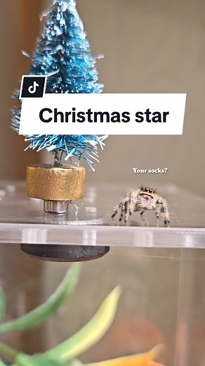 Decorating the Christmas Tree with a Jumping Spider