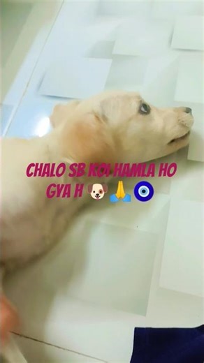 🙏😭ise viral kr do hhai log commando isko le jao #dog #doggielife #dogshorts #funny #viral