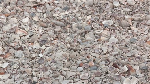 Mexico Beach holds second shell collecting event