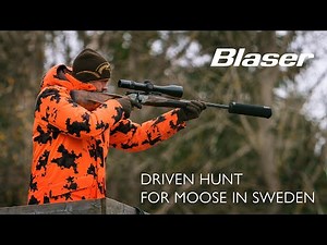 Drückjagd auf Elch in Schweden | Driven hunt for moose in Sweden