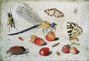 Jan van Kessel the Elder - Alchetron, the free social encyclopedia