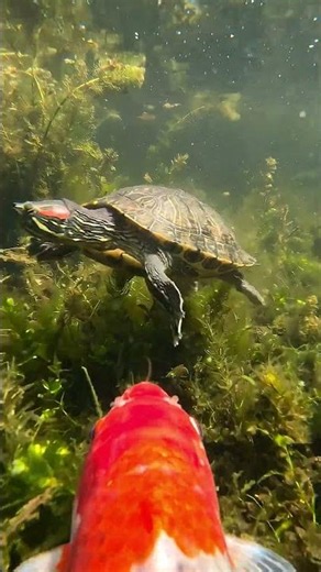 POV Animal #shortvideo #pov #fishing #trending #wildlife