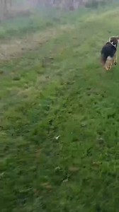 5.9K views · 59 reactions | Tala ❤️ 6/7months old female, Sister to...