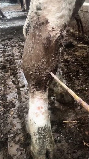 Graphic Close-Up: Cow Leg Abscess Drainage Saves from Severe Infection