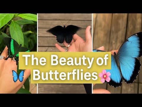 The Beauty of Butterflies🦋🌸
