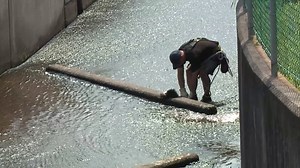 Rescuing a stuck skunk