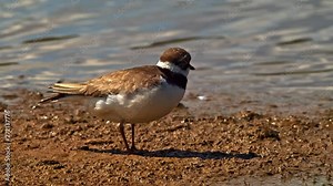 Little Ringed Plover bird wading and feeding at waters edge. Natural sounds of ducks and geese with wings flapping.