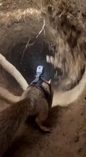 POV Camera Inside a Ground Squirrel Burrow | Real Underground Life #groundsquirrel #rodentlife