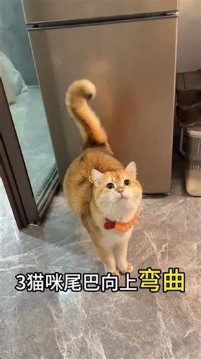 猫咪的尾巴语言，你知道几个呢？#萌宠 #猫#养猫人 #新手养宠#养猫新手