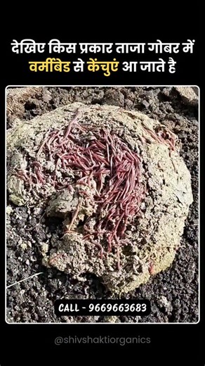 VERMI COMPOST | EARTHWORMS | ORGANIC FERTILIZERS / FARMING on Instagram: "Earthworms Harvesting Process 🪱 . . . . #earthworms #vermiculture #agribusiness #vermicompost #organicfarming vermicompost, organic farming, natural farming, earthworms, vermiculture, soil health, compost, cow dung manure, sustainable agriculture, bio fertilizer, desi kheti, indian farmer, farm business, eco farming, green agriculture, crop nutrition, organic manure, kitchen waste compost, garden soil, plant growth, root 