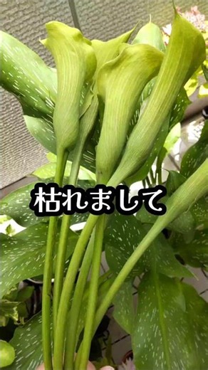 【カラー】遅れて咲きます#園芸#ベランダガーデニング #鉢植え#花 #callalily #flowers