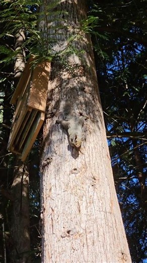 Friendly Squirrel Visits in the Morning Sun