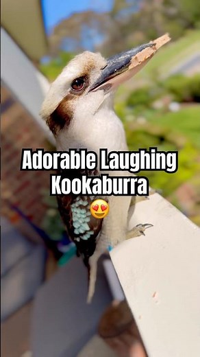 Cutest Bird Ever Caught on Camera! Kookaburra gets the last laugh!