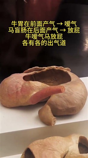 Cows vs Horses: Unveiling the Mystery of Their Stomachs & Burps