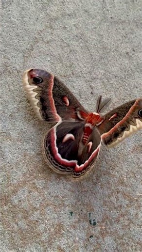 Fuzzy Moth (Hyalophora cecropia) #shorts #nature #natureshorts #moth