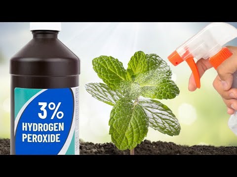 TOP 5 Benefits of Hydrogen Peroxide for Your Plants and Garden