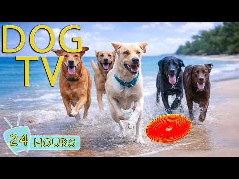 DOG TV: Videos Entertain & Relax for Dogs Home Alone All Day with Anti-Stress Music - Music for Dogs