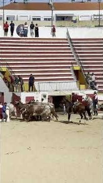 Recolha a Cavalo - Moita #shorts