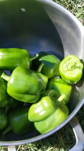 Easy Tip For Growing Peppers Fast