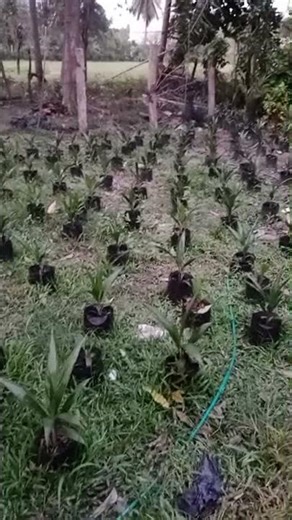 Palm oil seeds Variety TN 1 Highlight live